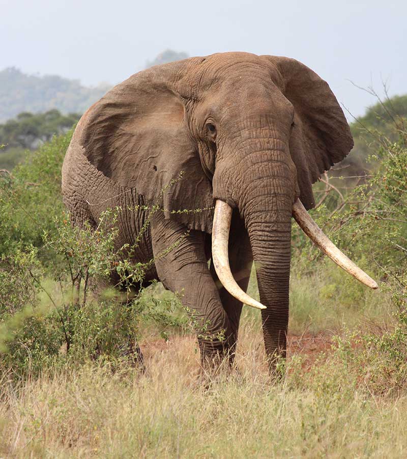 POSTPONED: McNeese SAGE Series Presents “Wildlife Conservation in East Africa”