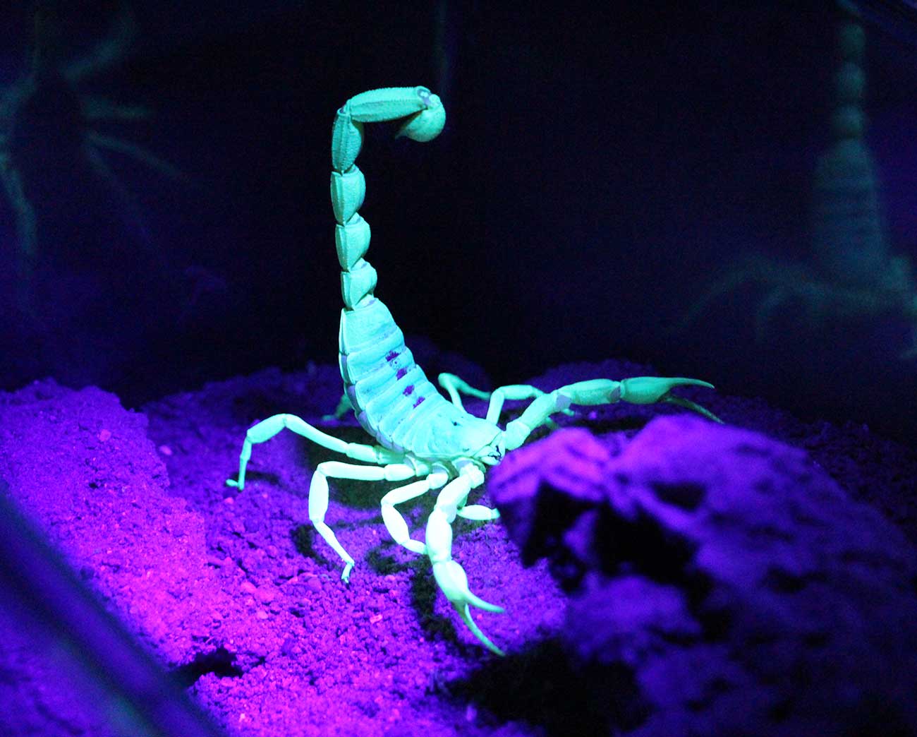 McNeese Chemistry Students are Discovering the Secrets of the Scorpion Immune System